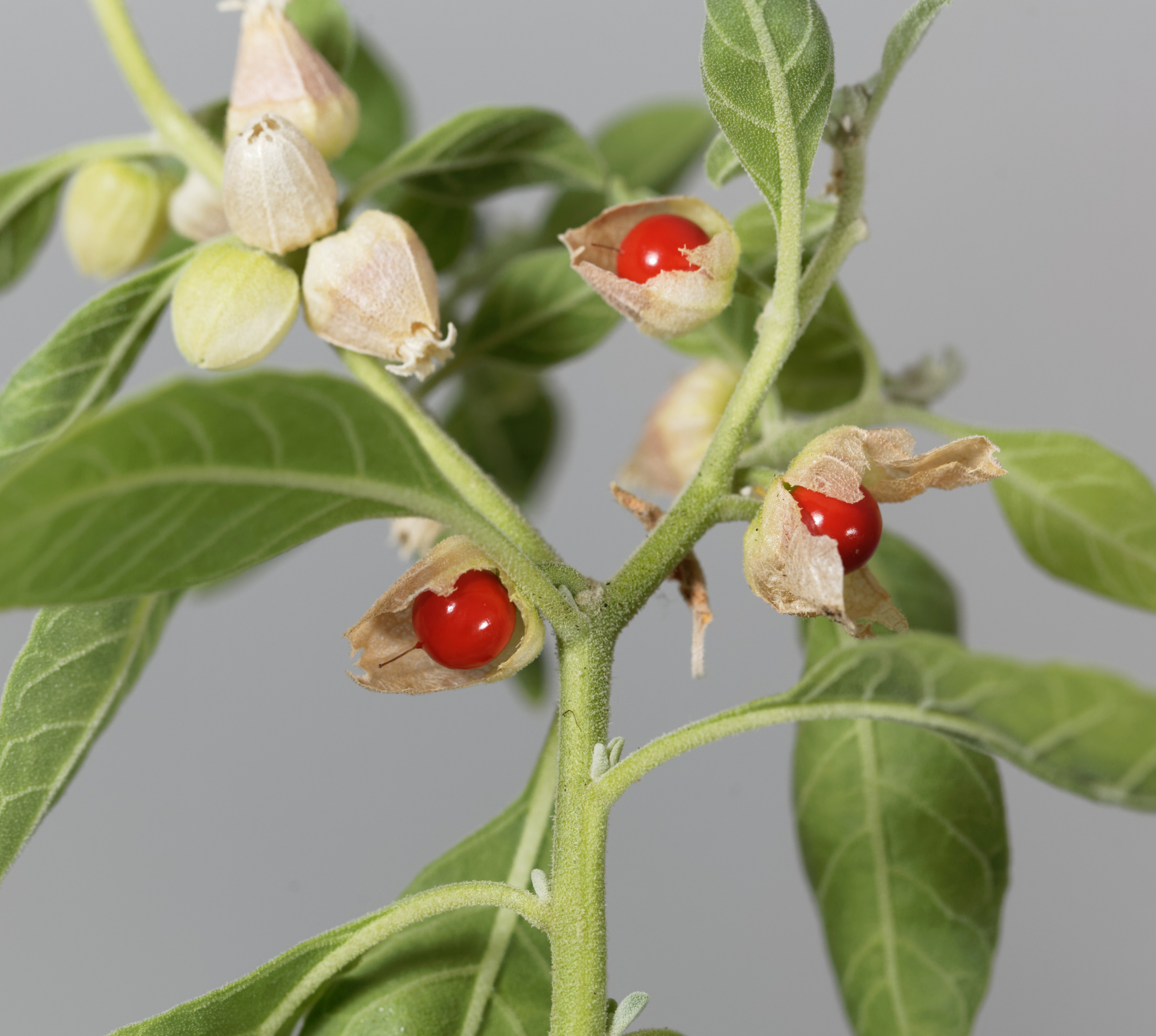 Plant which provides us with the Ashwagandha medicine and its numerous benefits